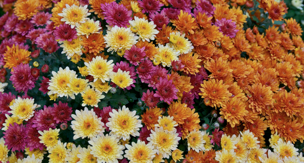 Chrysanthemum